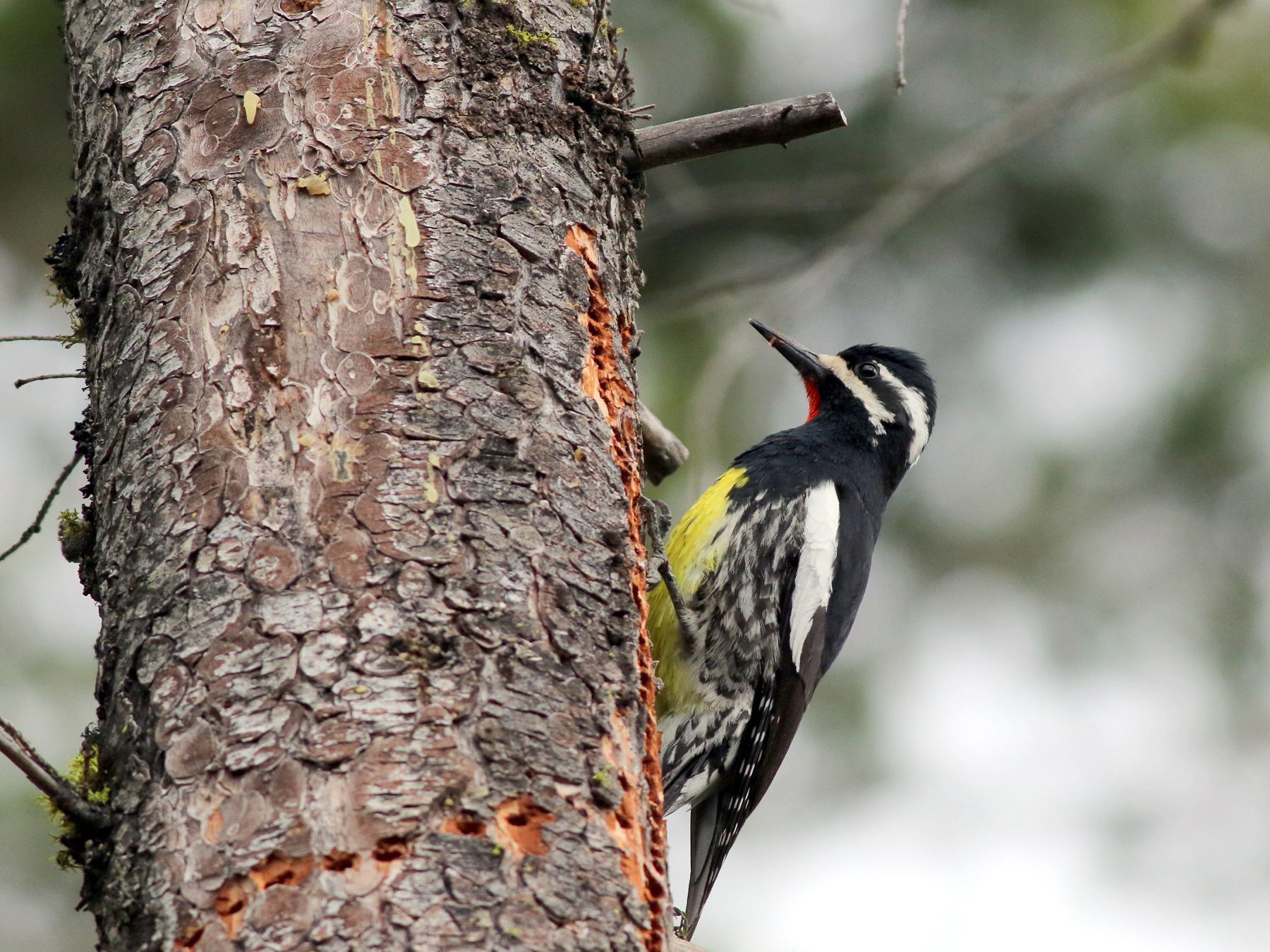 Williamson's Sapsucker