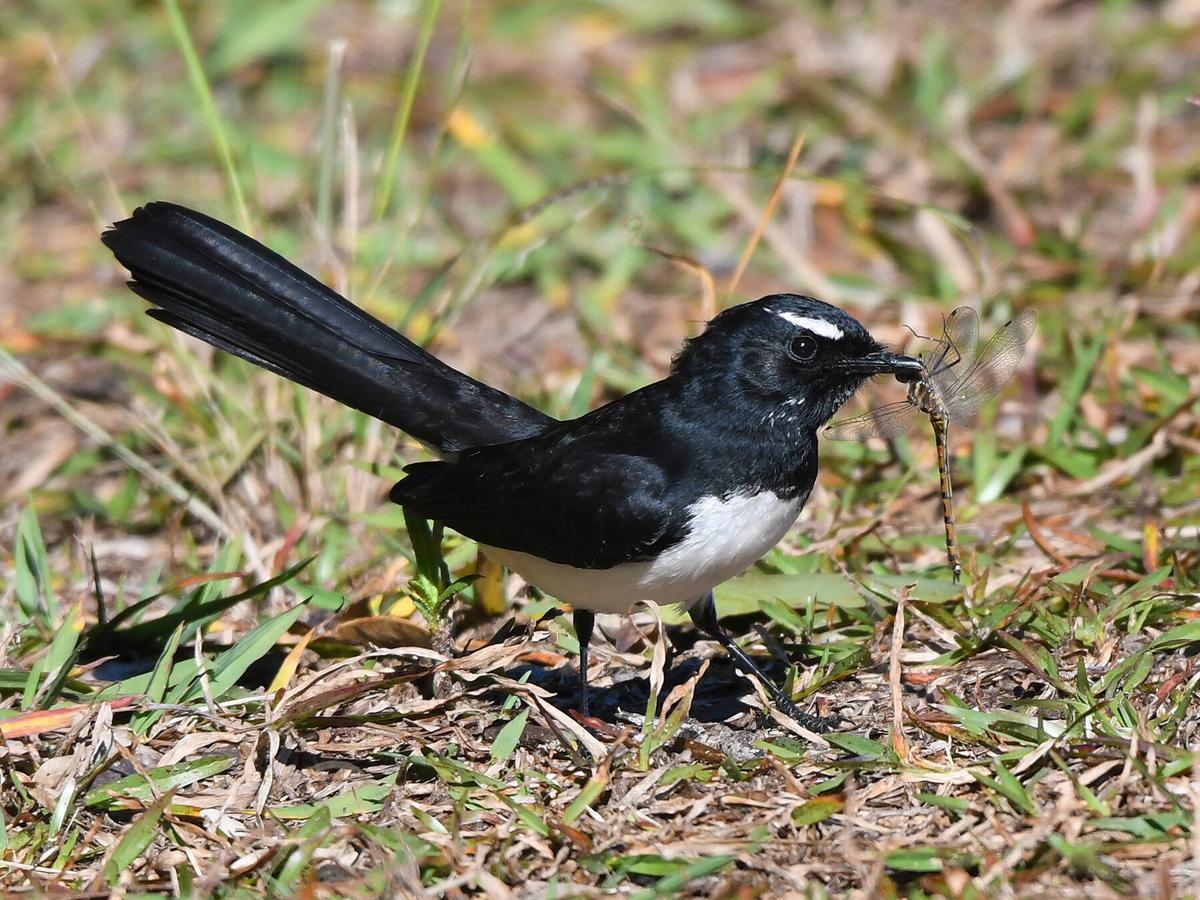 Willie Wagtail with a freshly caught insect