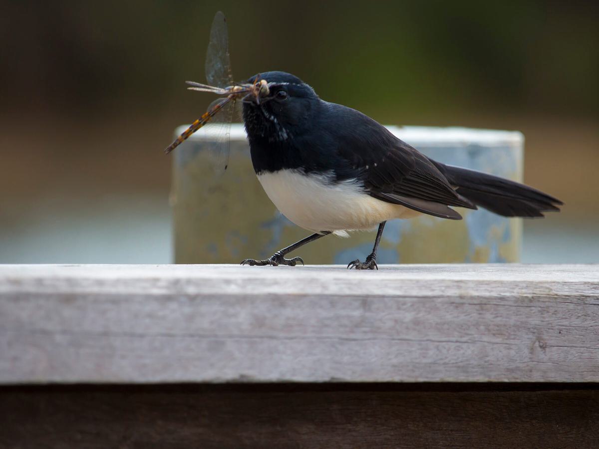 Willie Wagtail with a dragonfly caught in its beak