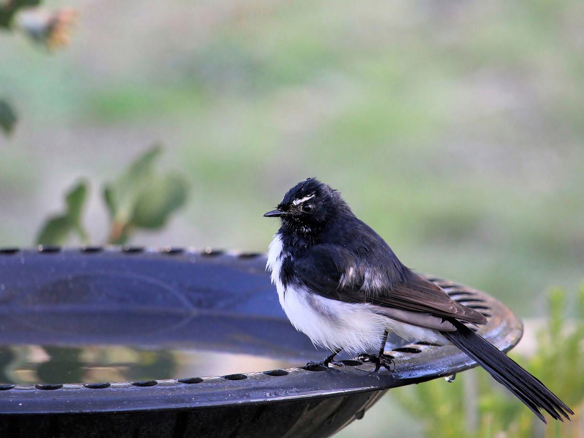 Willie Wagtail taking a drink of water from a bird bath