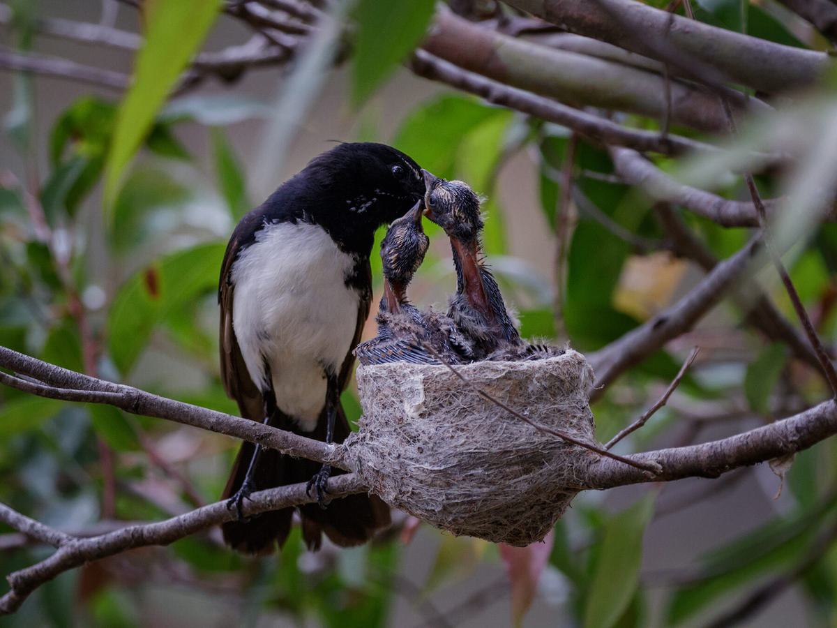 Willie Wagtail female feeding chicks in the nest