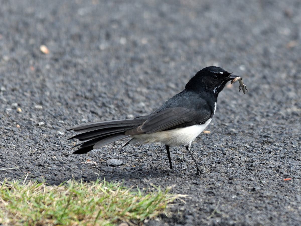 Willie Wagtail feeding on a small lizard