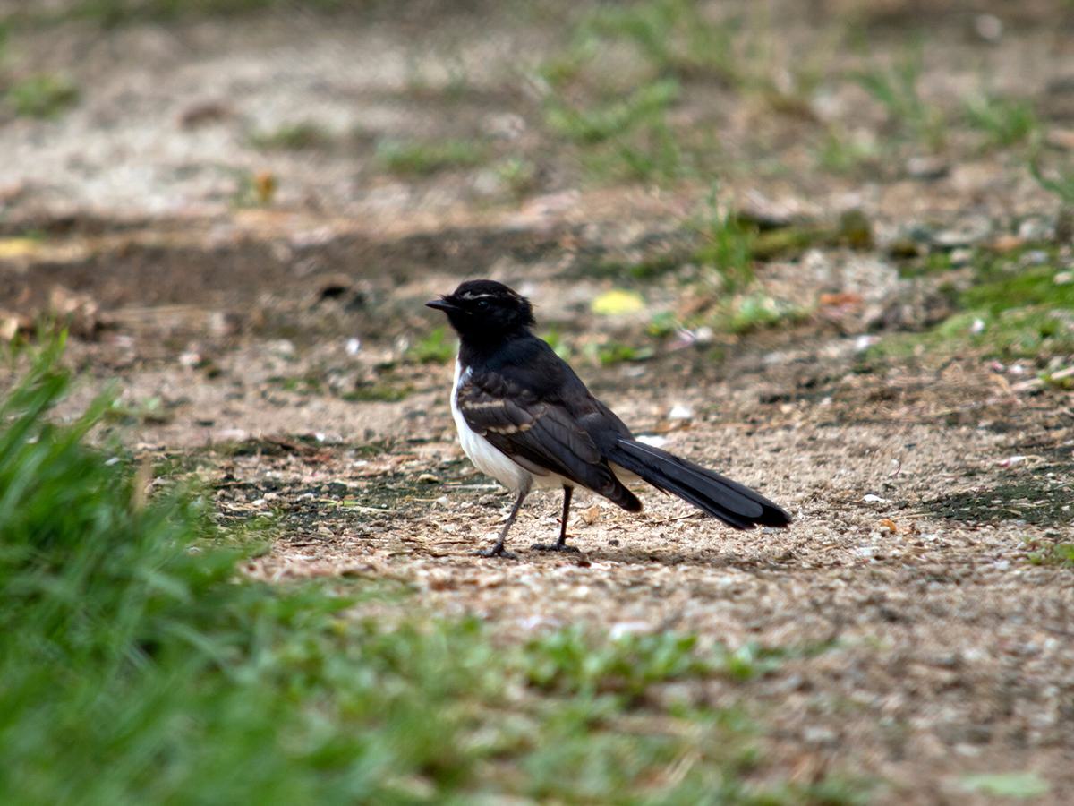 Willie Wagtail foraging for insects on the grass
