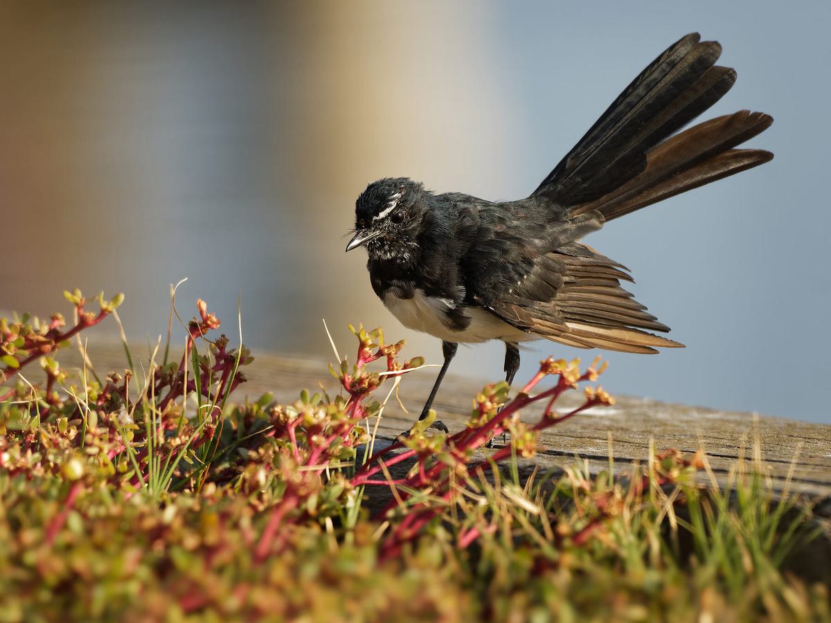 Willy Wagtail foraging for food