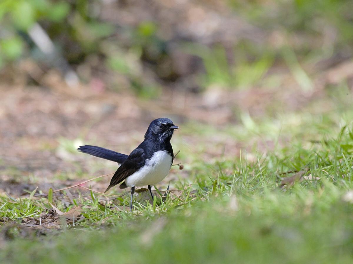 Willie Wagtail on the ground, looking for insects to eat
