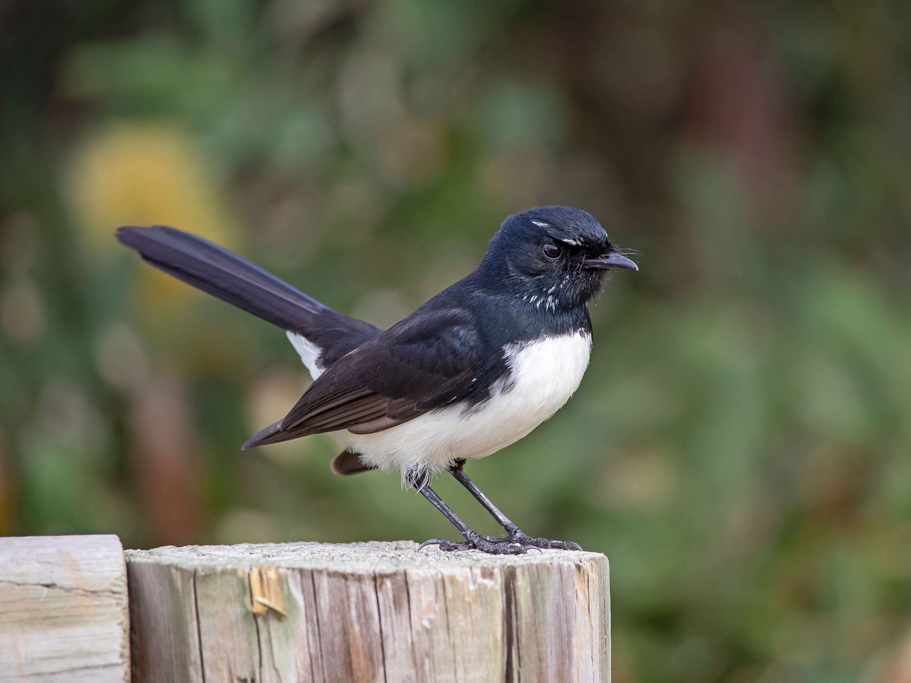 Willie Wagtail
