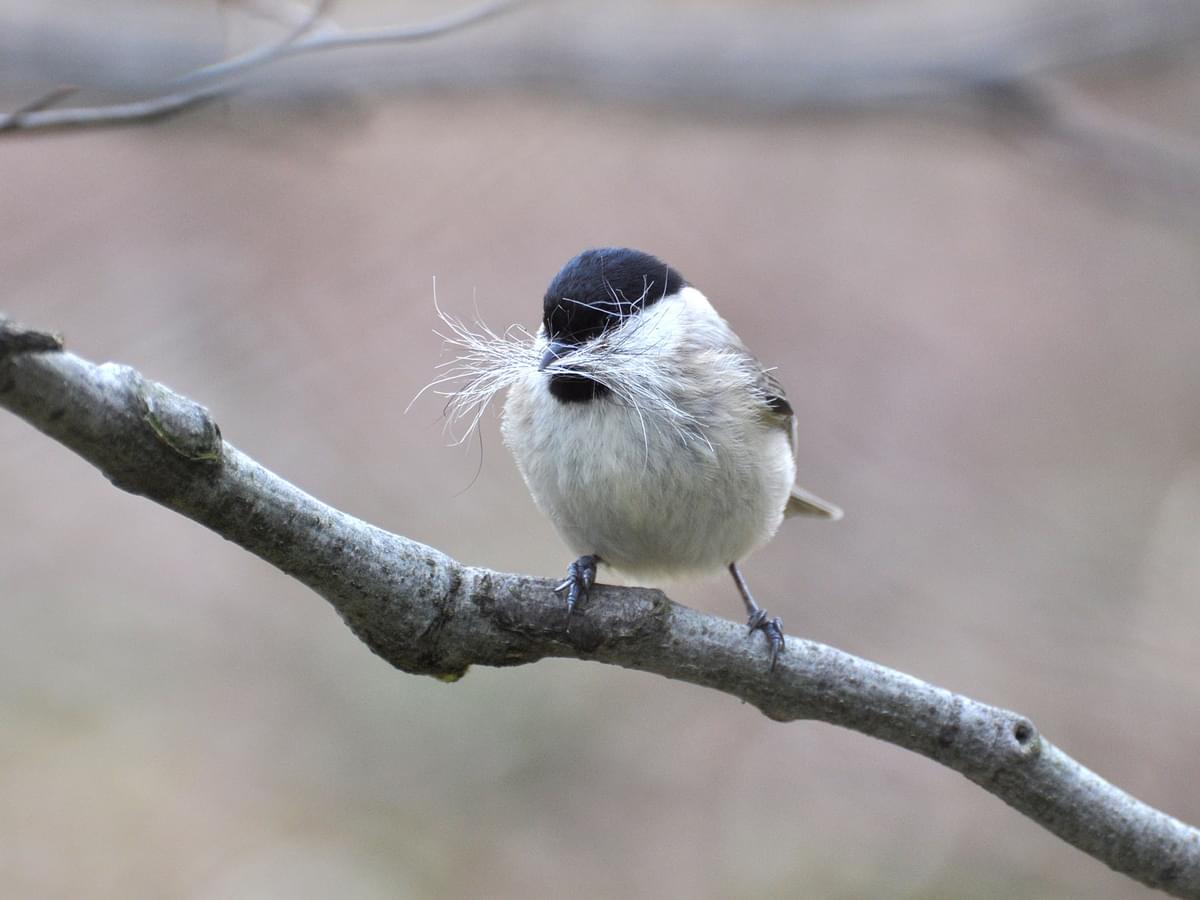 Willow Tit gathering nesting materials