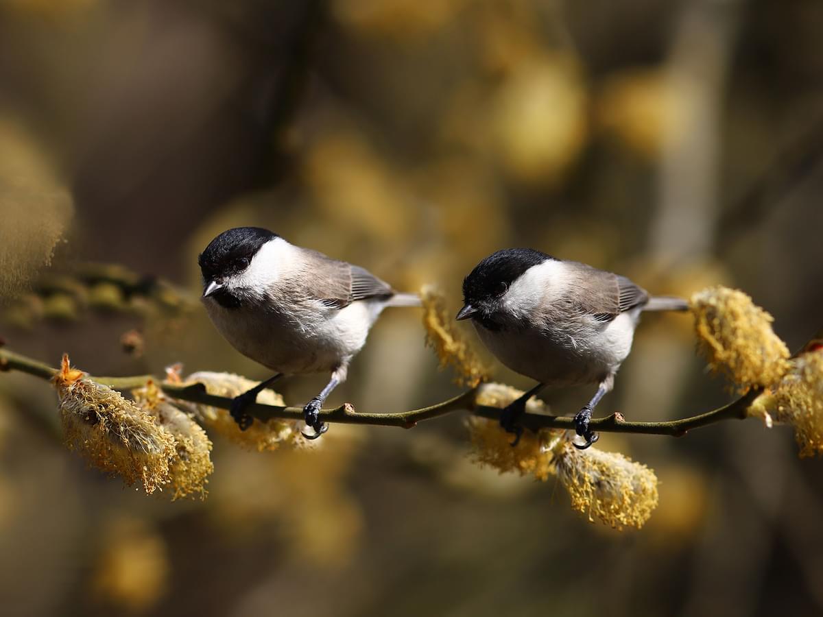 A breeding pair of Willow Tits