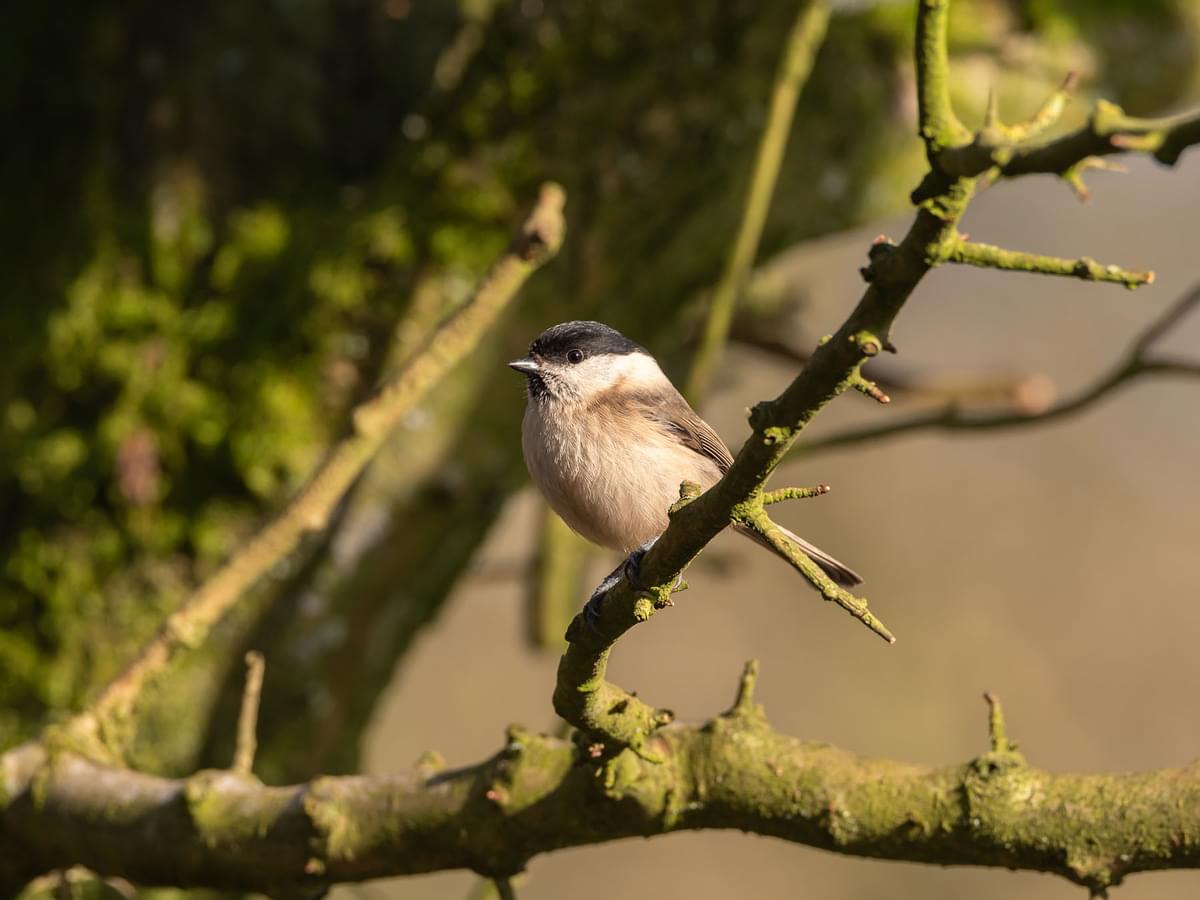 Willow Tit perched on a tree branch in a UK woodland