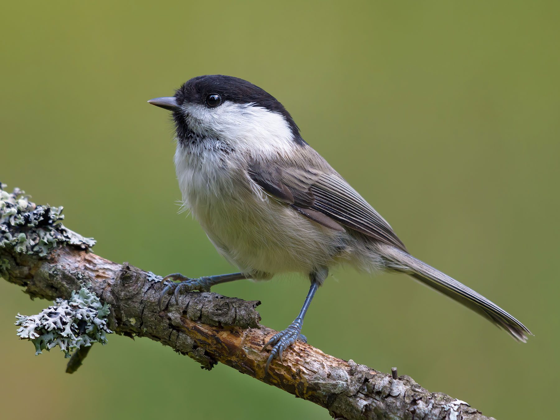 Willow Tit