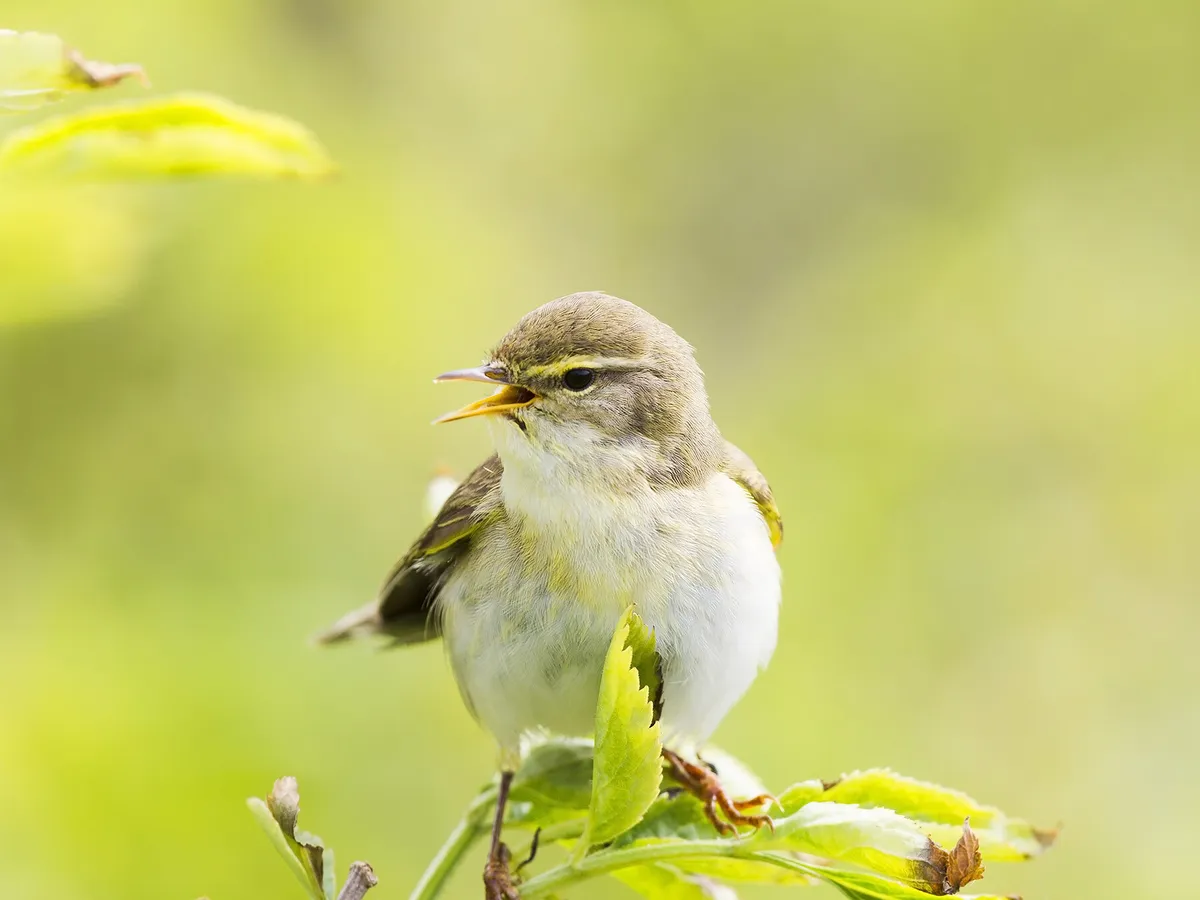 Close up of a Willow Warbler