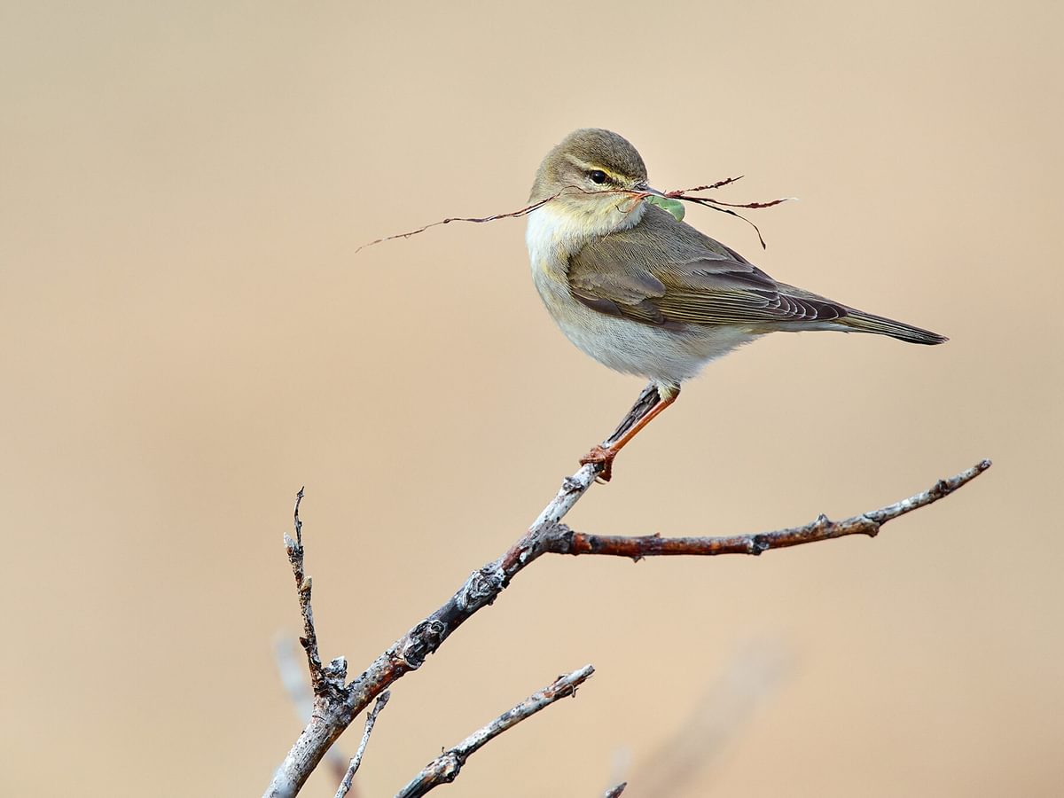 Willow Warbler a delightful songbird with a subtle greenishyellow