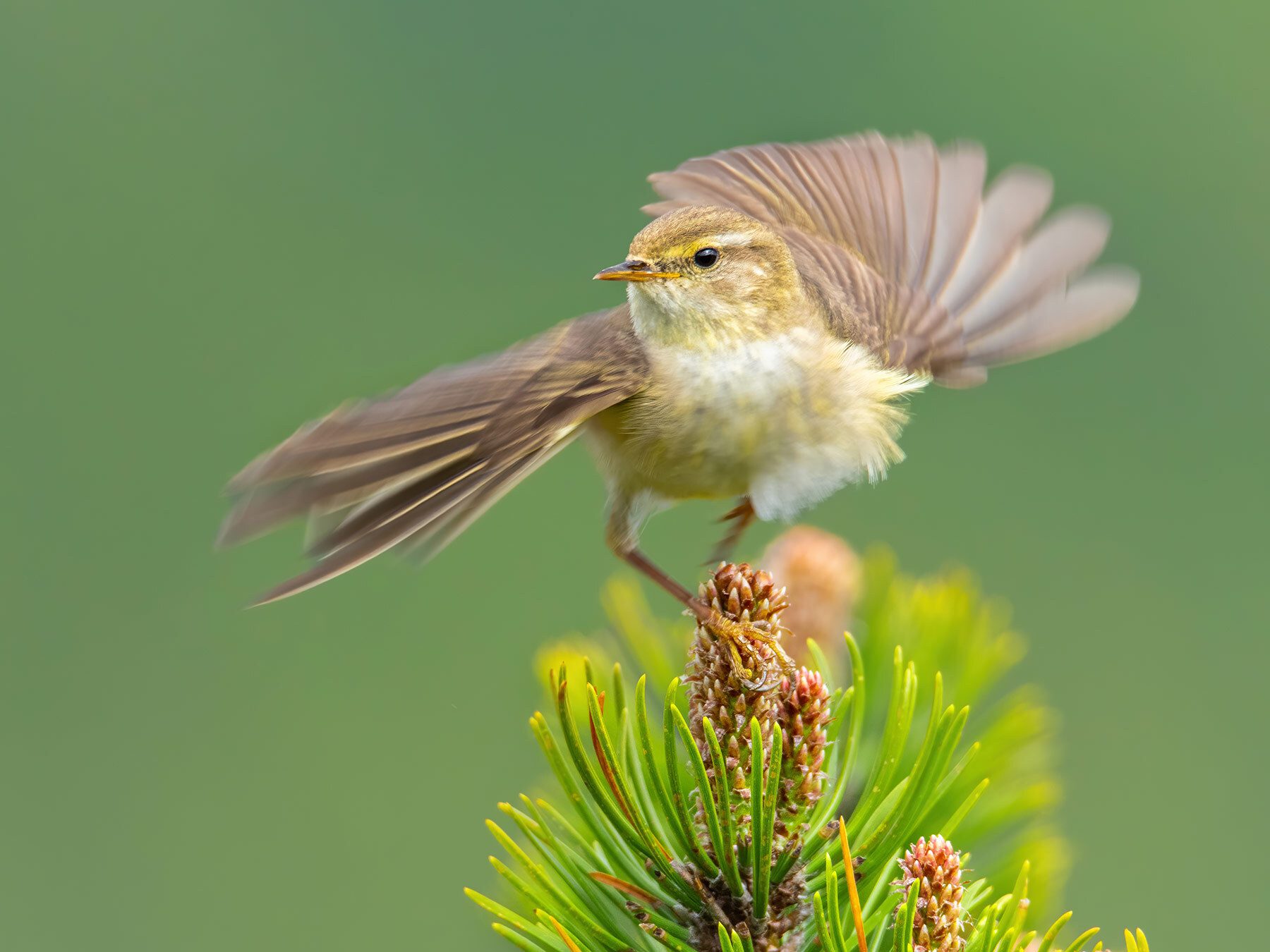 Willow Warbler