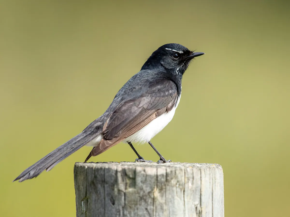Willie Wagtail Nesting: A Complete Guide