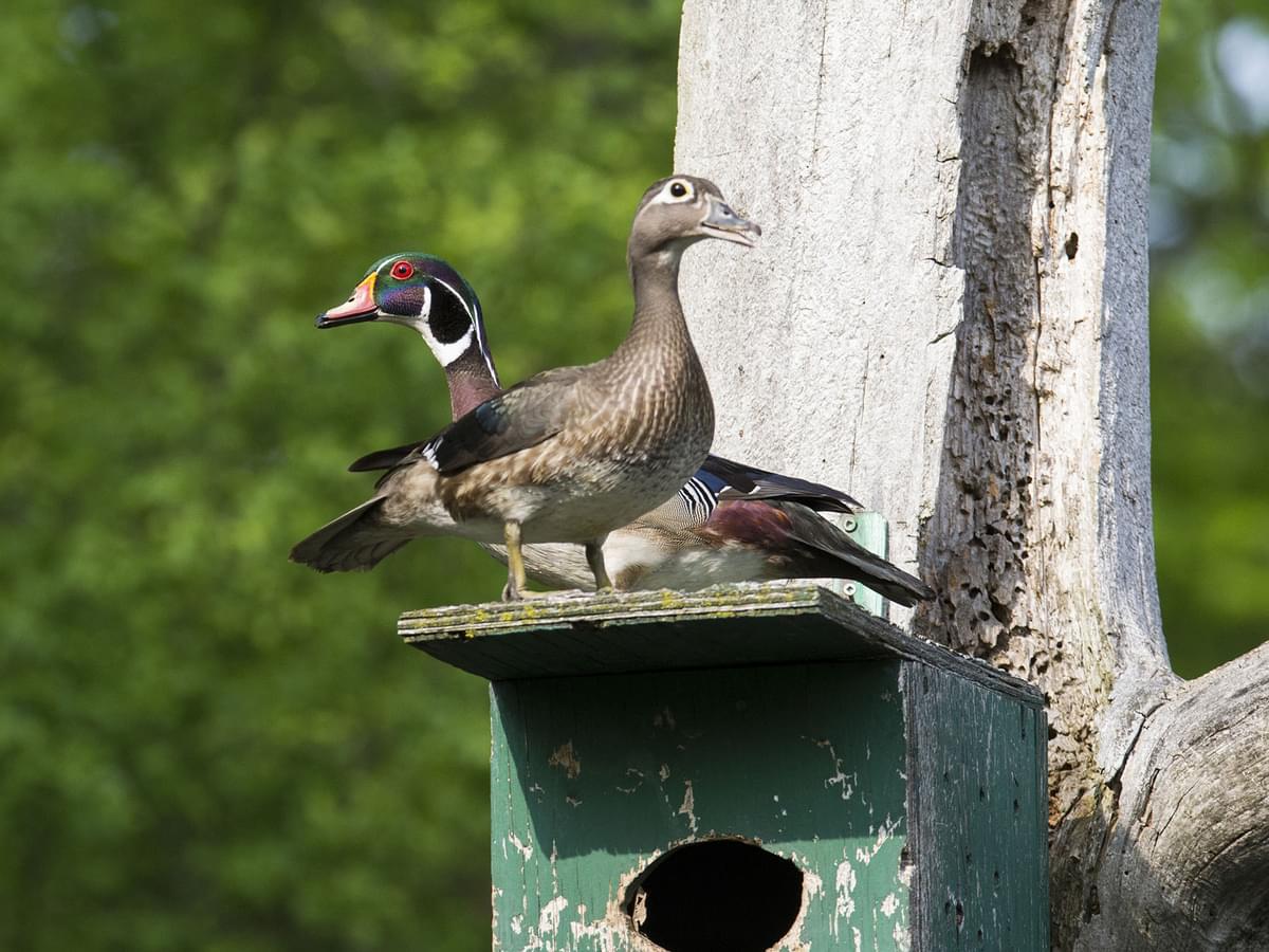 Wood Duck Nesting (Behavior, Eggs, Location + FAQs)