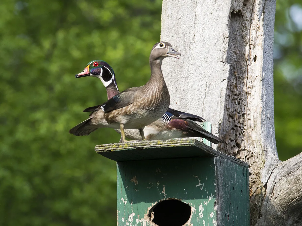 Wood Duck Nesting (Behavior, Eggs, Location + FAQs) | Birdfact