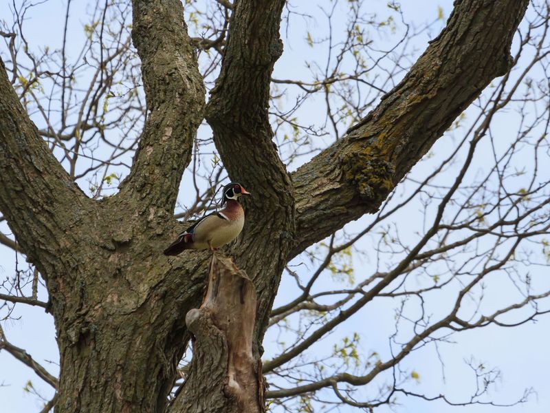 Duck In A Tree Wood Duck Nesting (Behavior, Eggs, Location + FAQs) | Birdfact