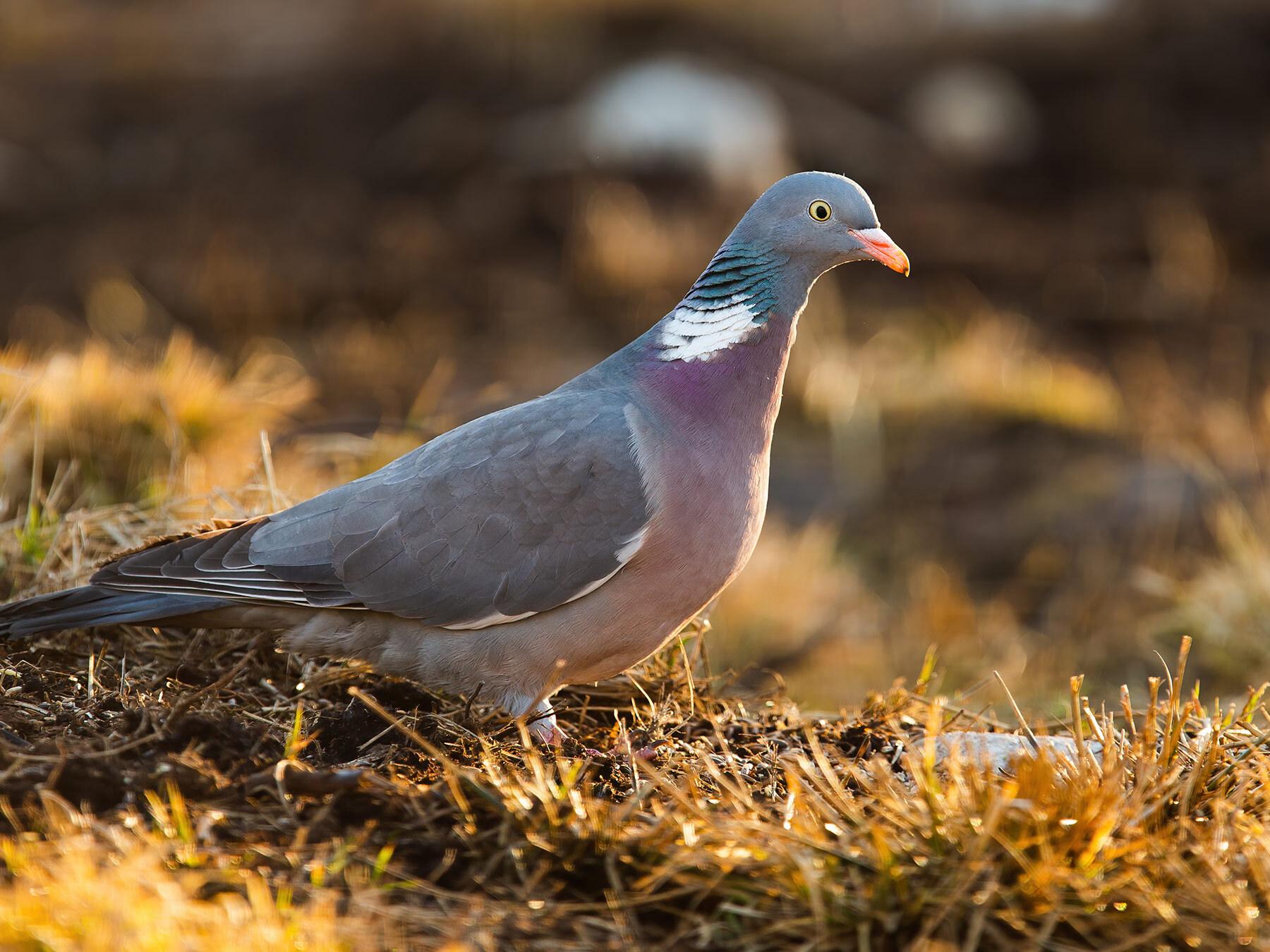 How Long Do Wood Pigeons Live? Birdfact