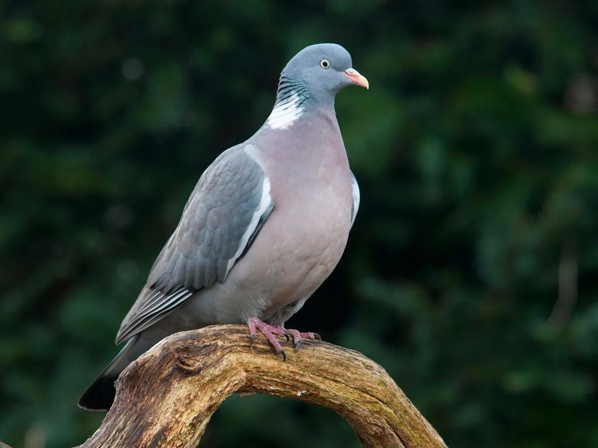 Wood Pigeon Nesting (All You Need To Know)