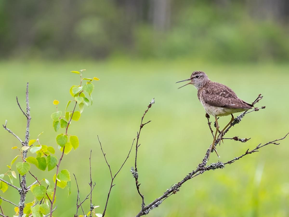 Wood Sandpiper perched on a tree branch calling out