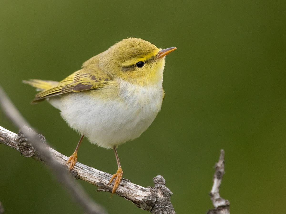 Close up of a perched Wood warbler
