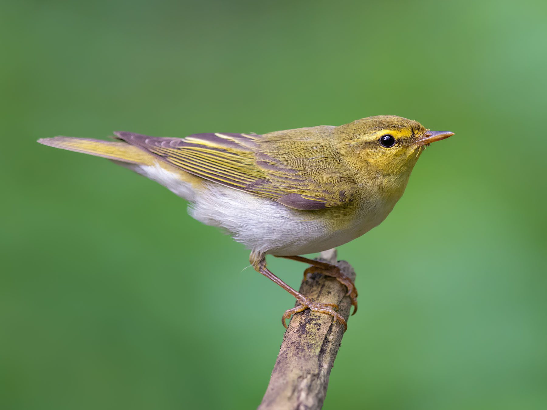 Wood Warbler