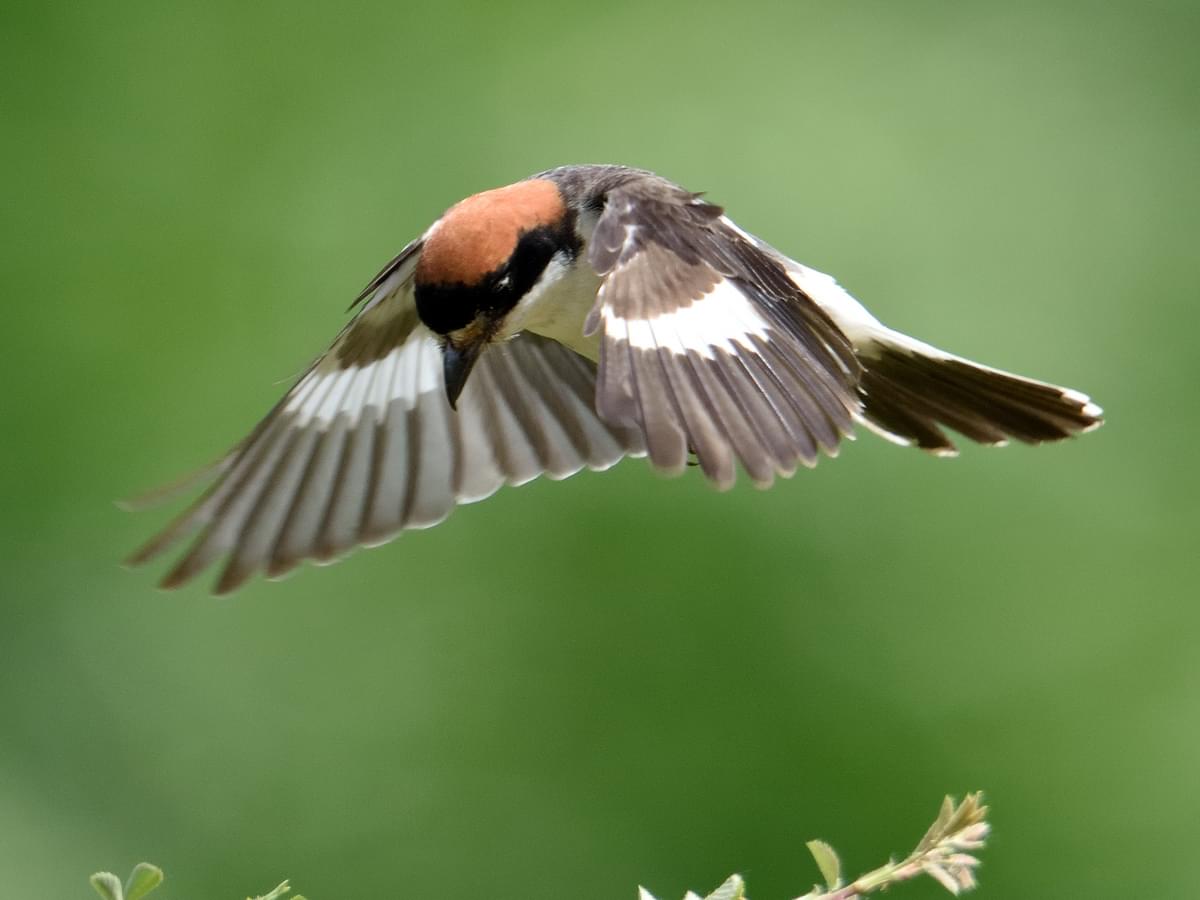 Woodchat Shrike in-flight