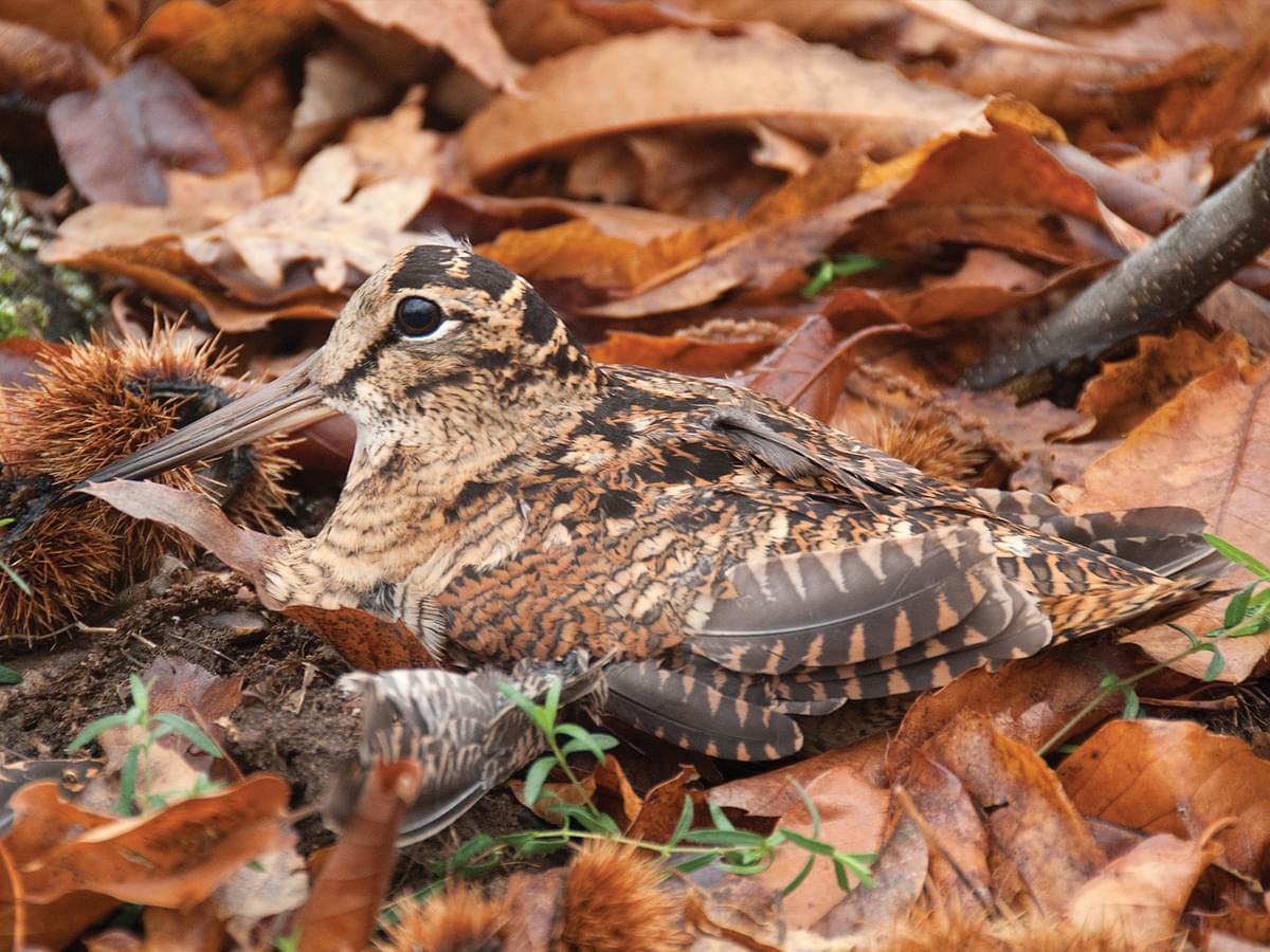 Woodcock sat in the leaves
