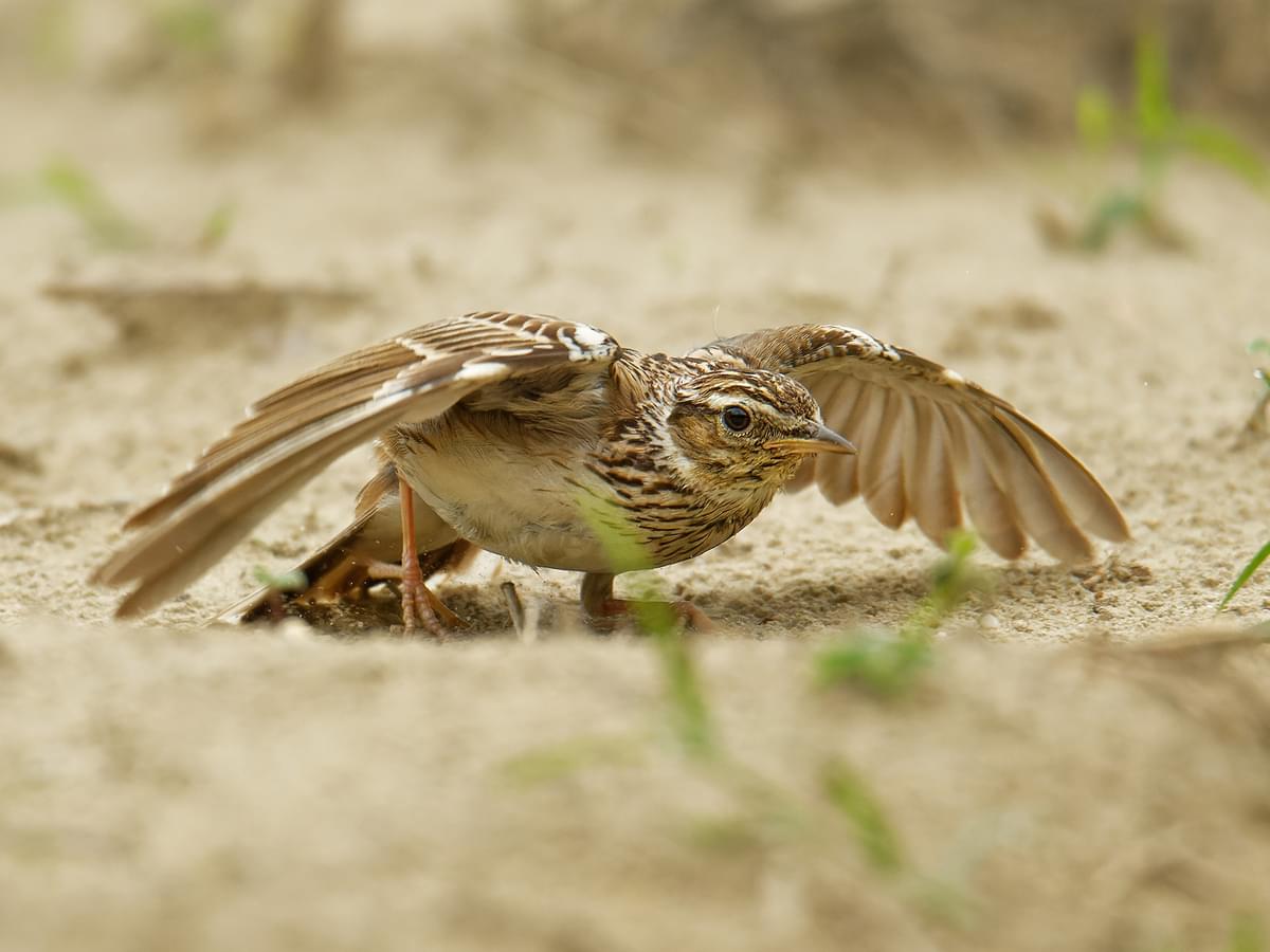 Woodlark pretending to be injured to protect its nest