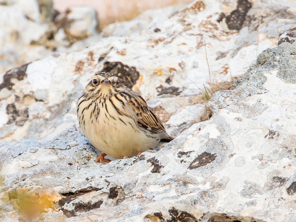 Woodlark resting on rocks