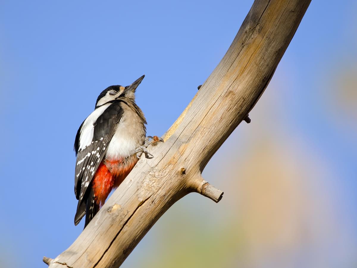 Woodpecker Sleeping Habits and Behavior: A Detailed Look