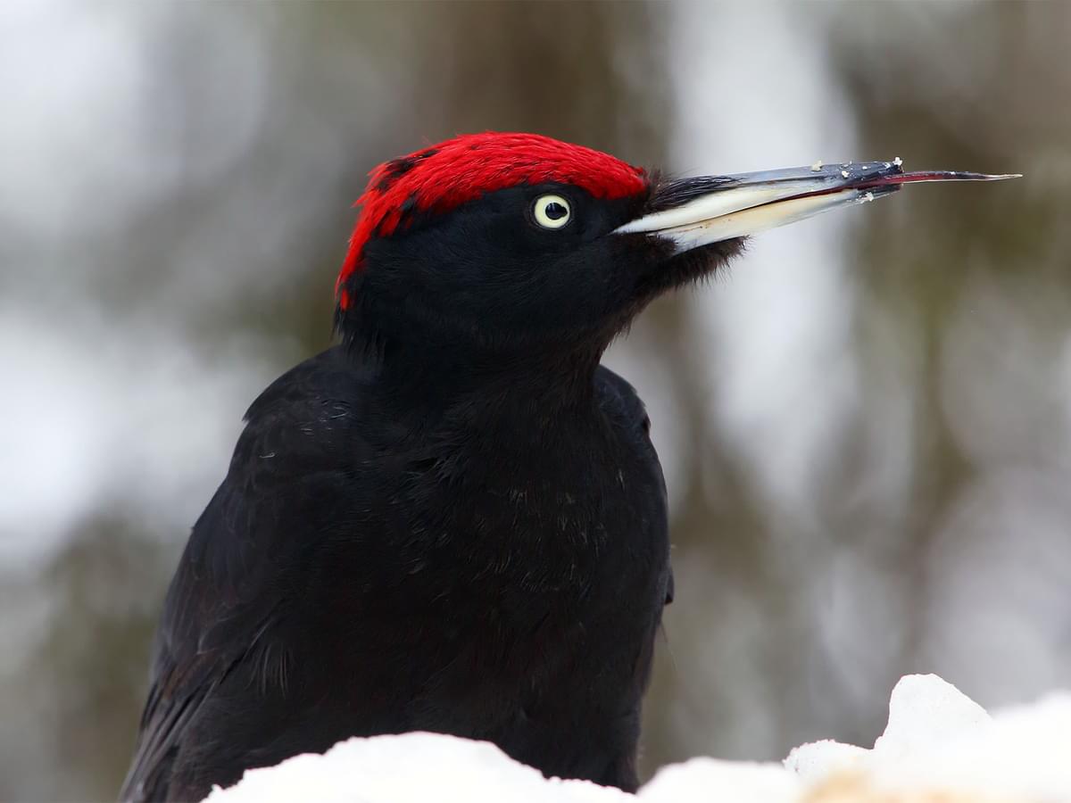 Woodpecker Tongues: Understanding the Anatomy and Purpose