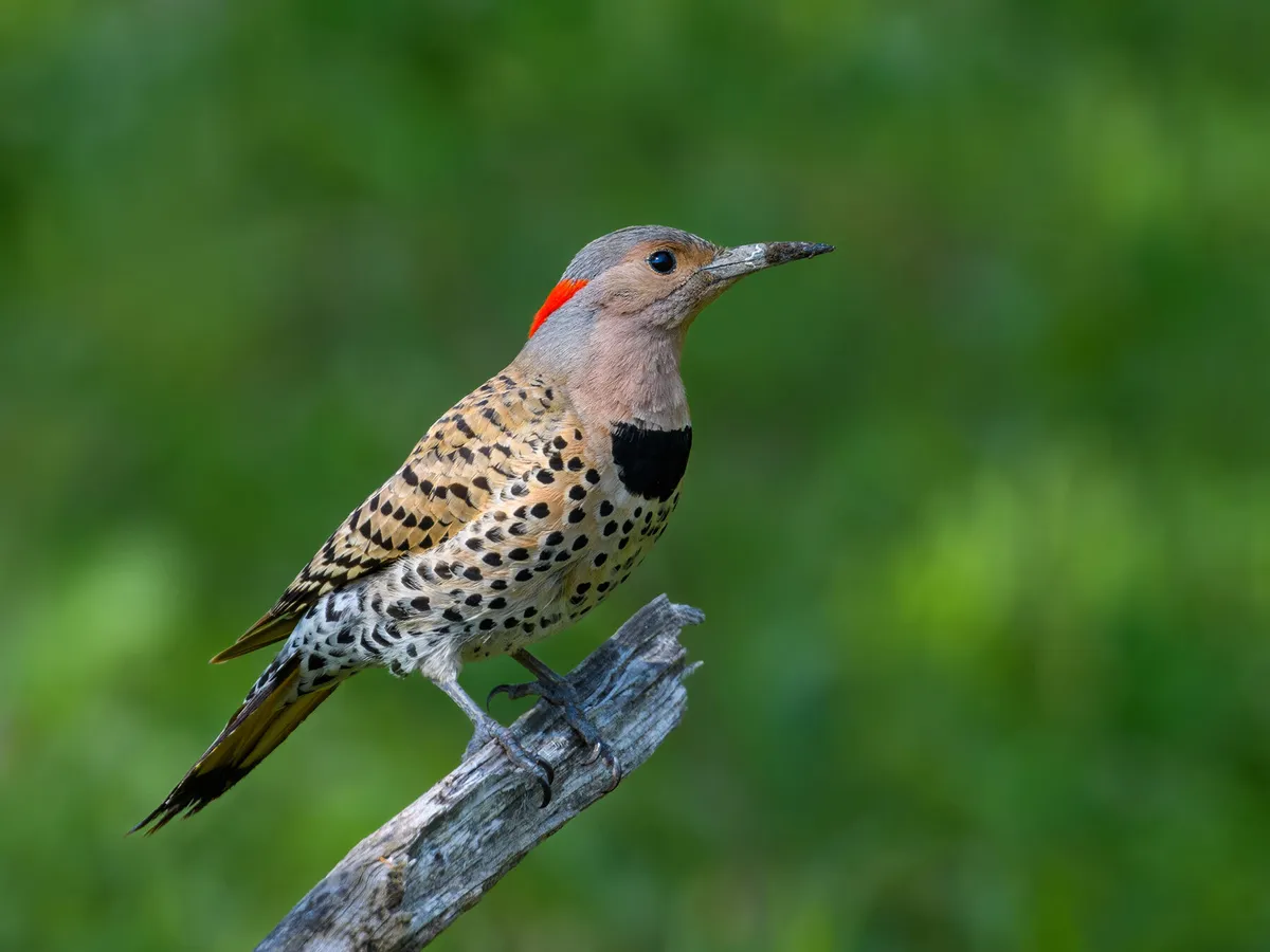 Types of Woodpeckers in New York (Complete Guide)