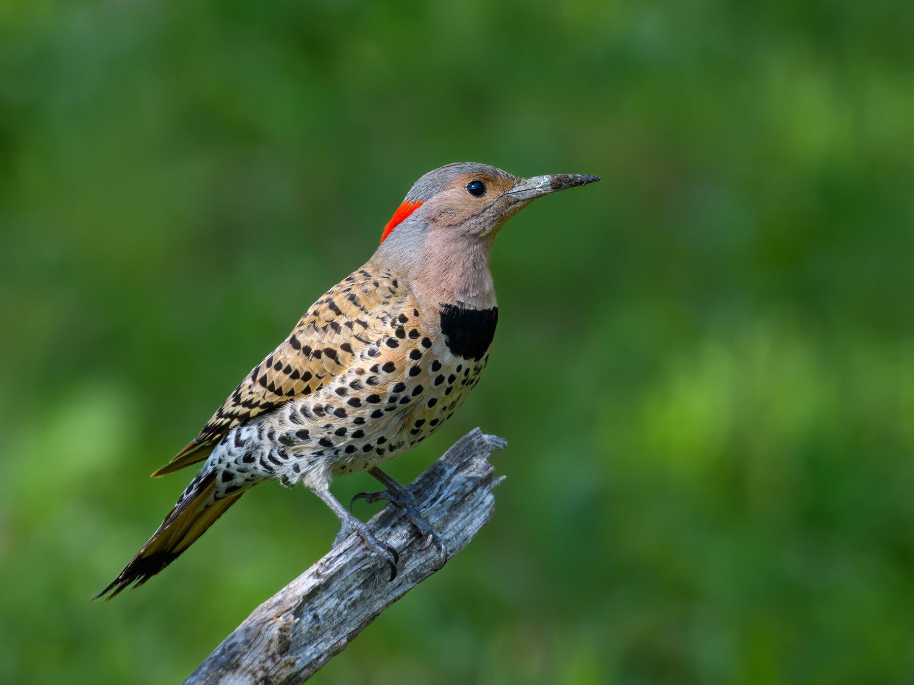 Types of Woodpeckers in New York (Complete Guide)