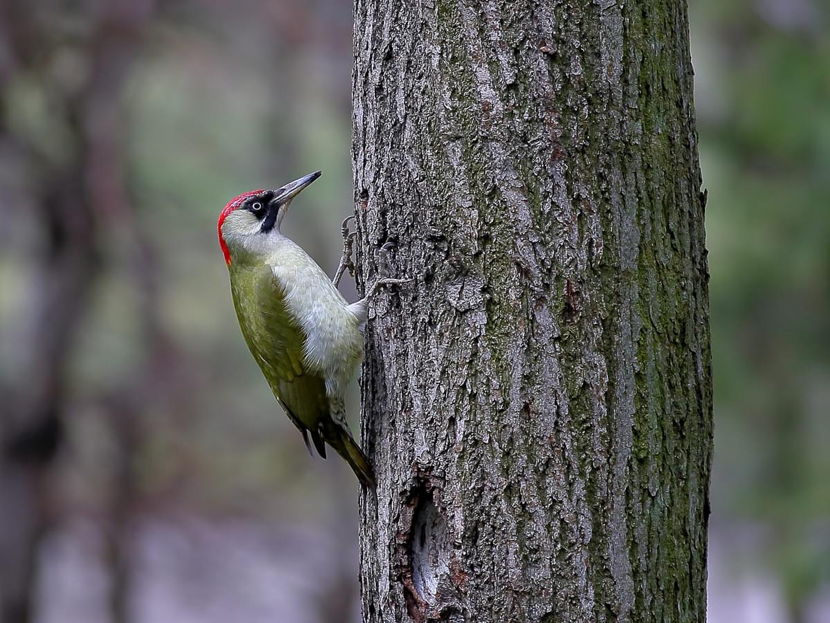 Discover the Woodpeckers of the UK: An In-Depth Guide