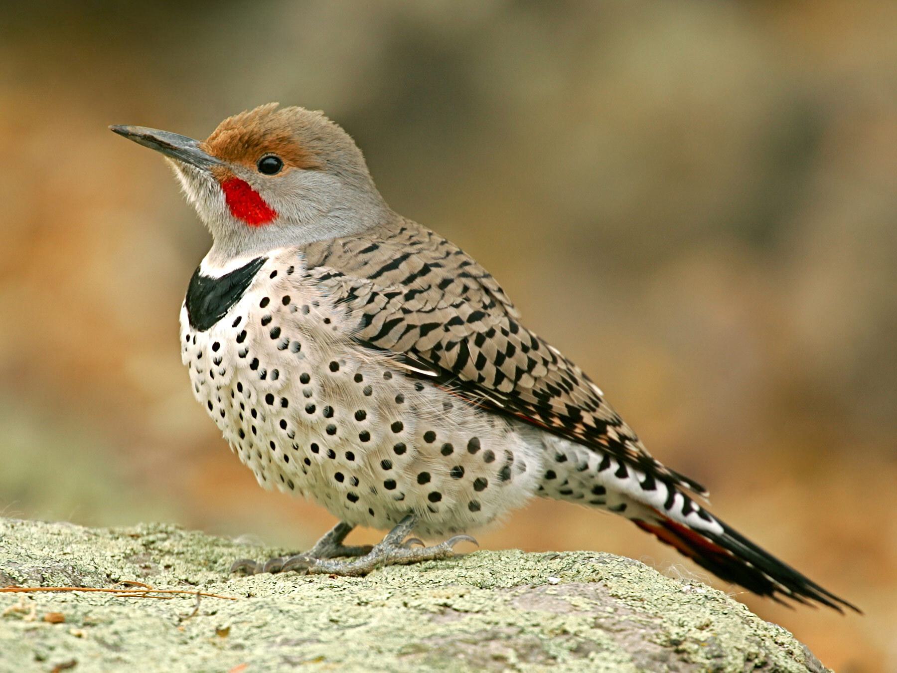 Types Of Woodpeckers In Virginia (Complete Guide)