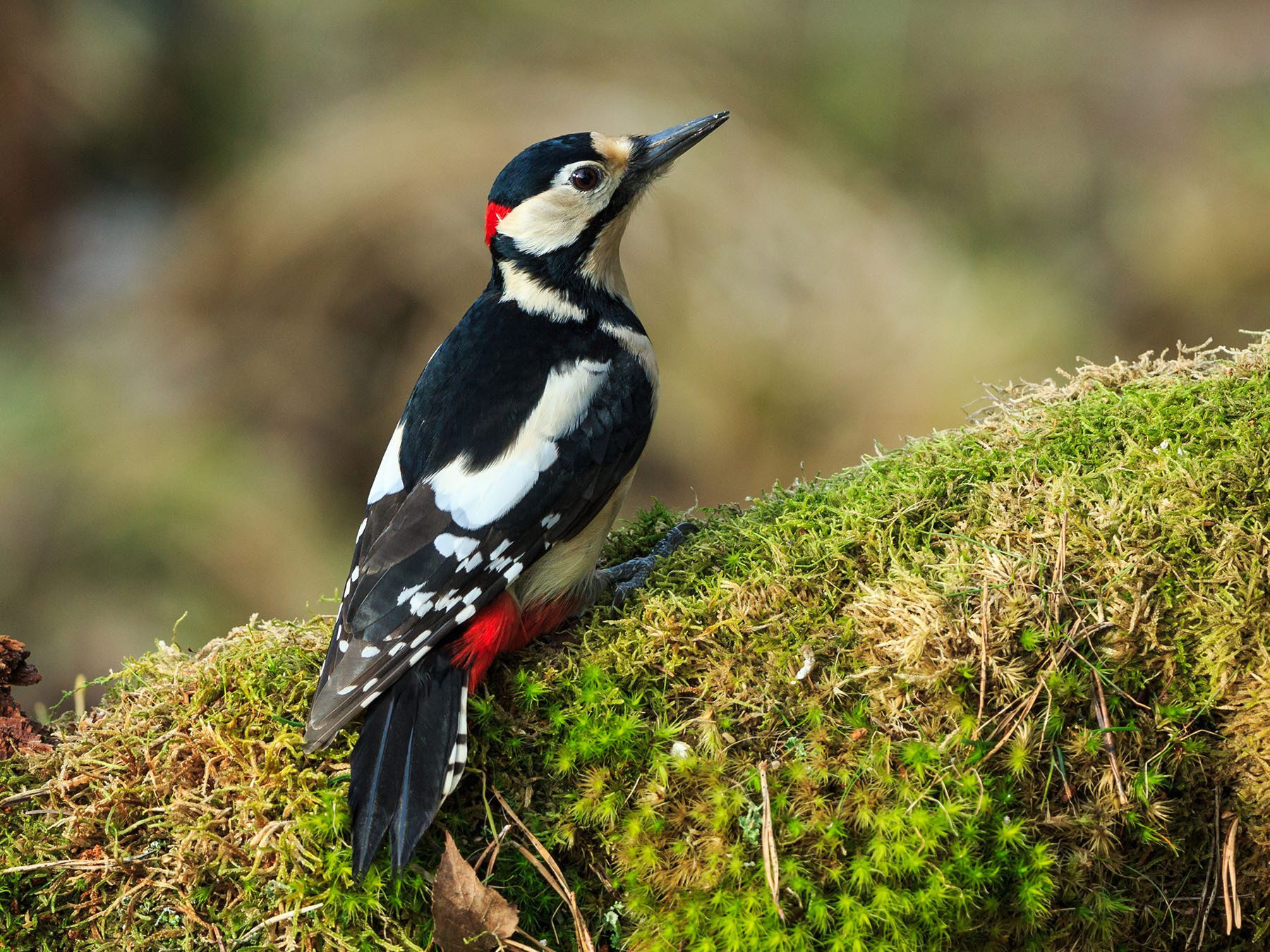 Woodpeckers