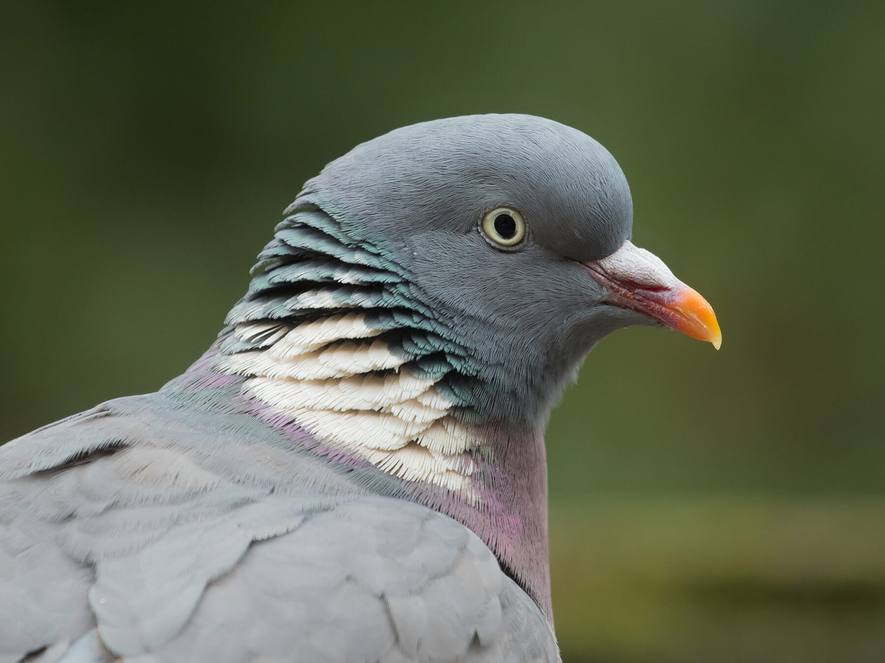 How Long Do Wood Pigeons Live? Birdfact