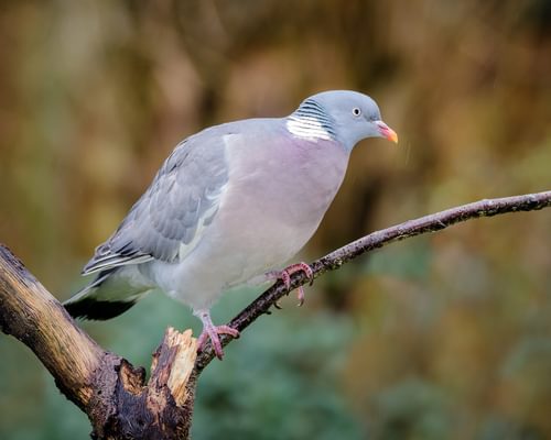 Woodpigeon