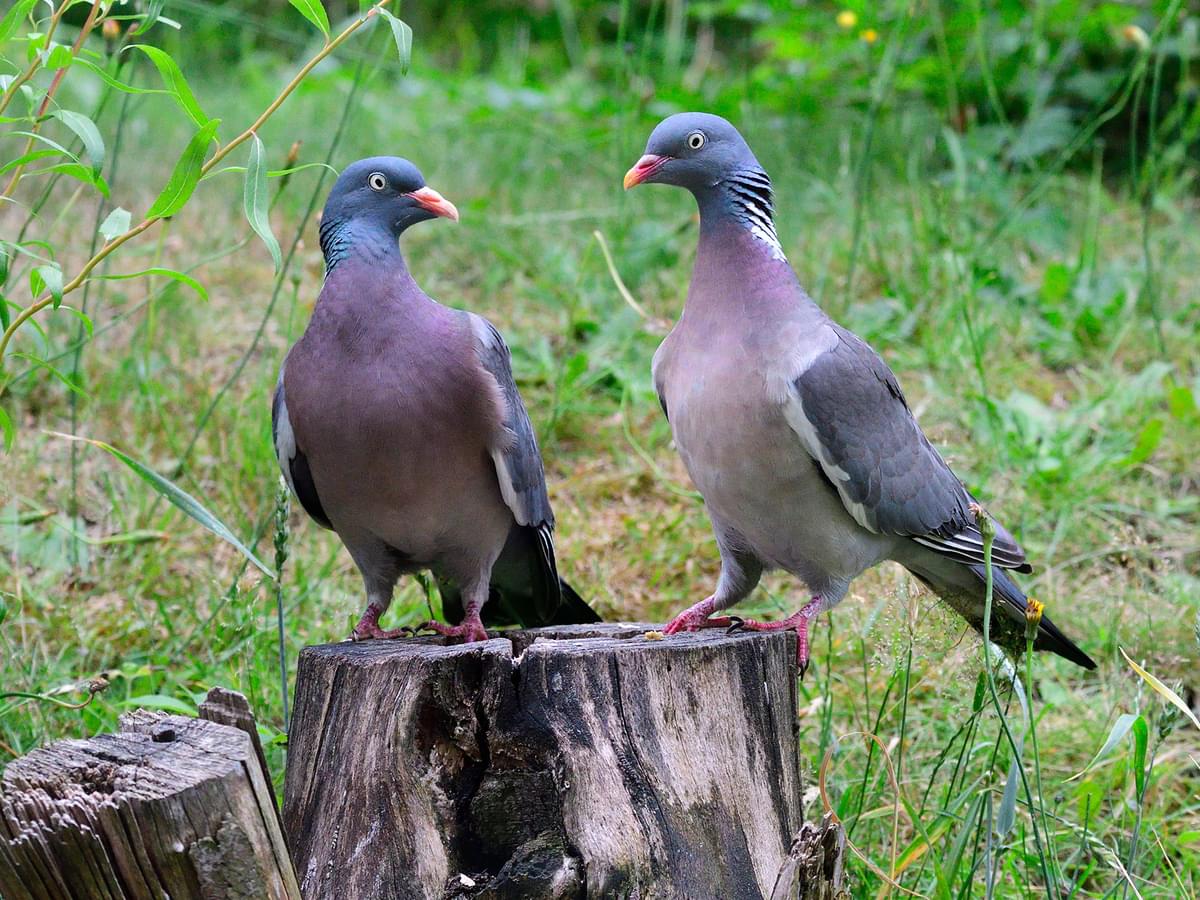 Pair of Woodpigeons perching on a tree stump in the woods