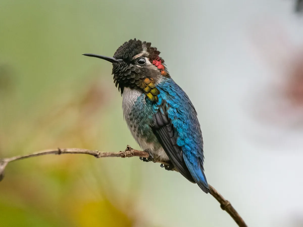 World's Smallest Bird: The Fascinating Size of Bee Hummingbirds!