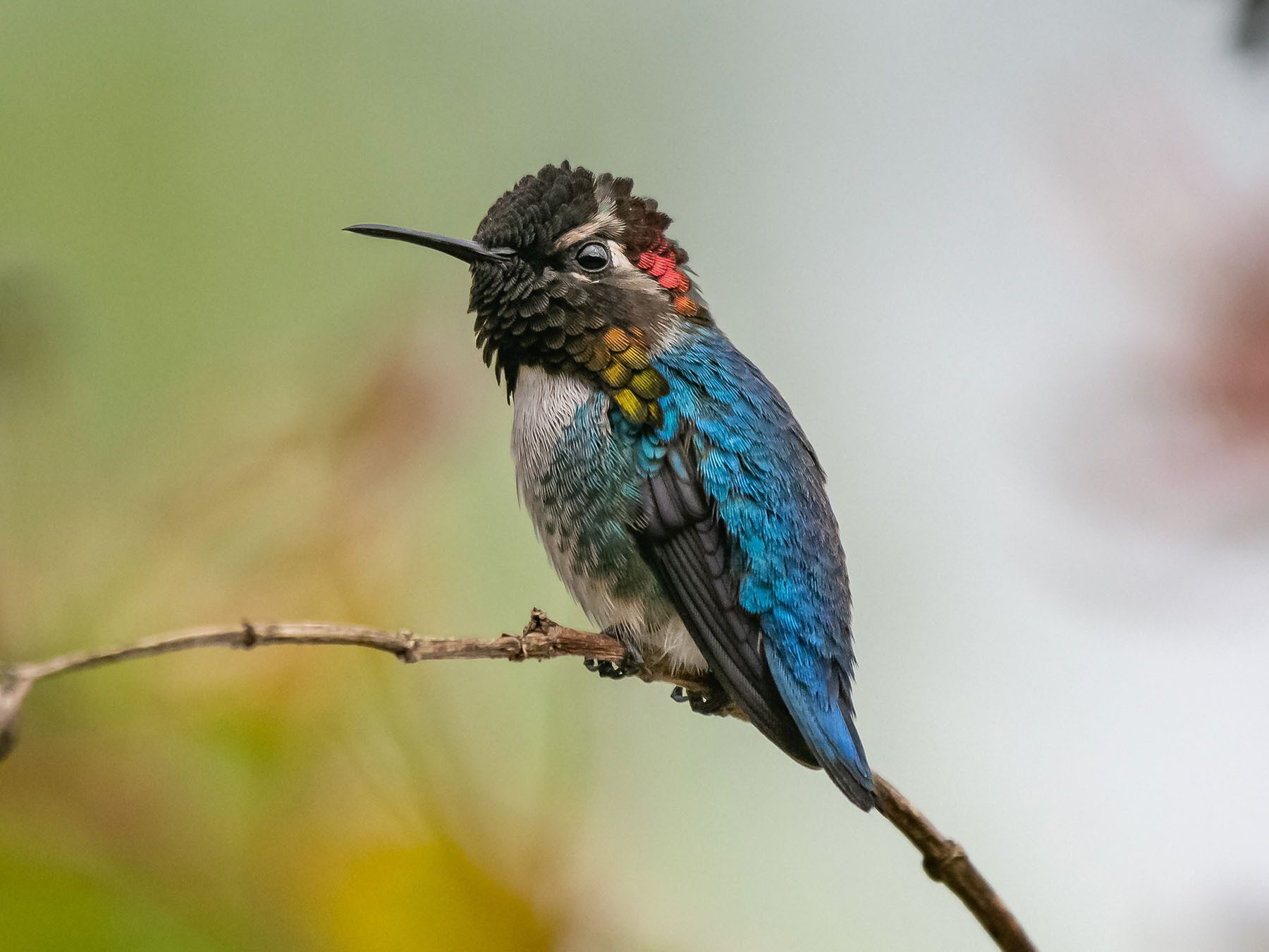Bee Hummingbird