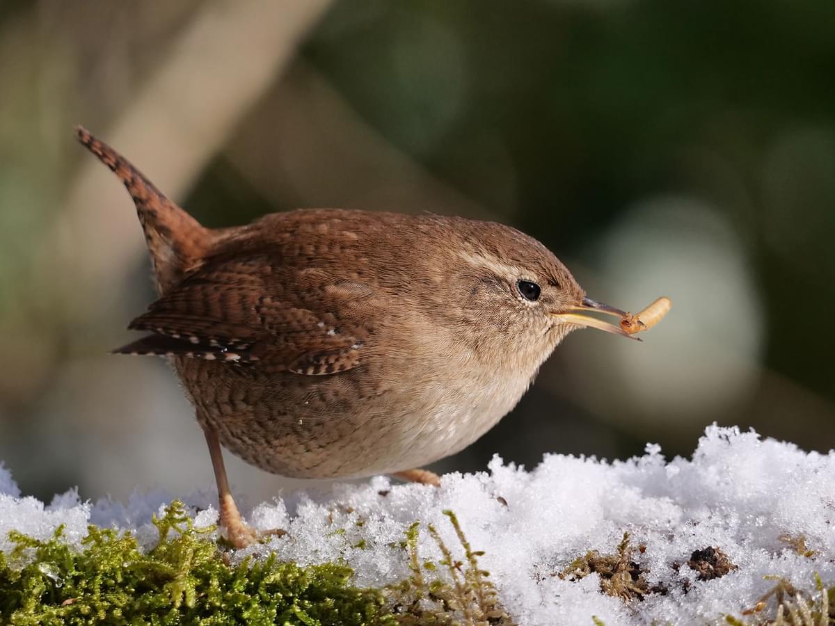 Close up of a Wren eating a worm in the winter