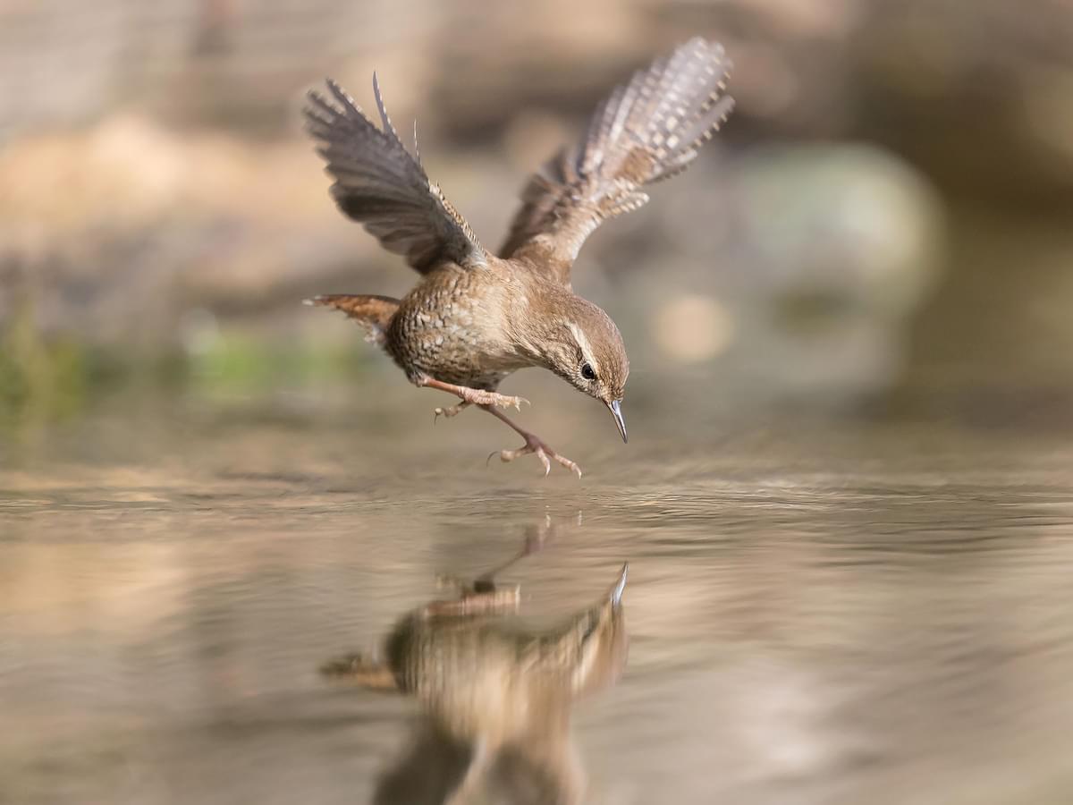 Wren in flight over a river