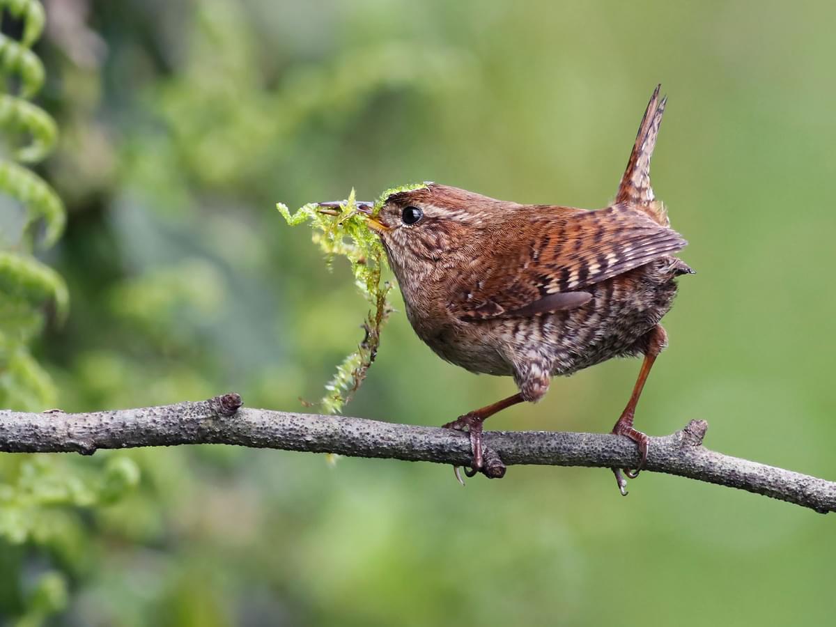 Wren Nesting In The UK: A Complete Guide
