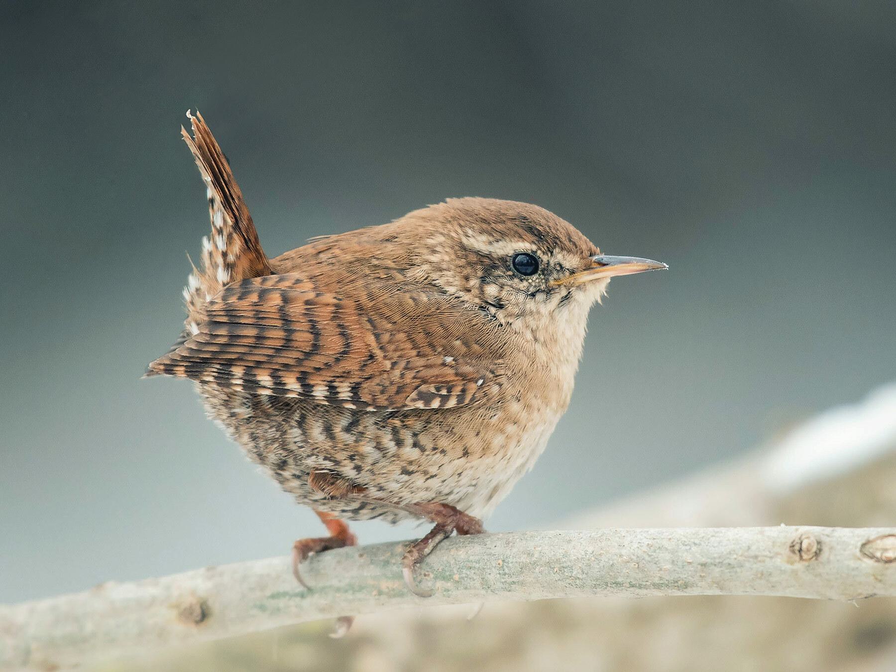 Eurasian Wren