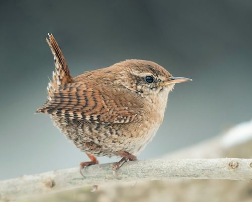 Eurasian Wren