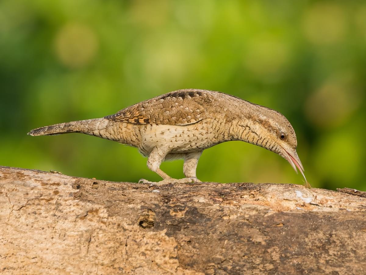 Wryneck extracting prey with its tongue
