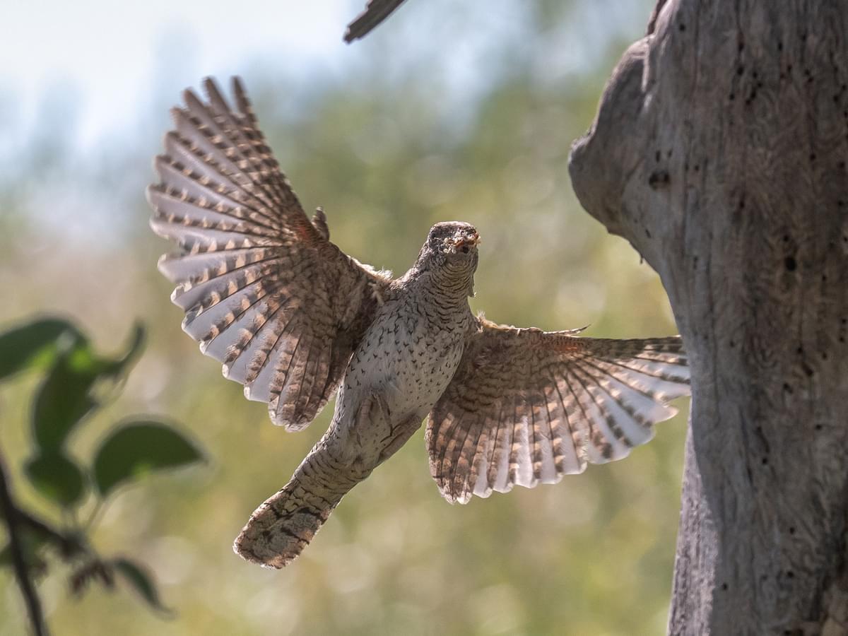Wryneck in-flight on the way back to its nest