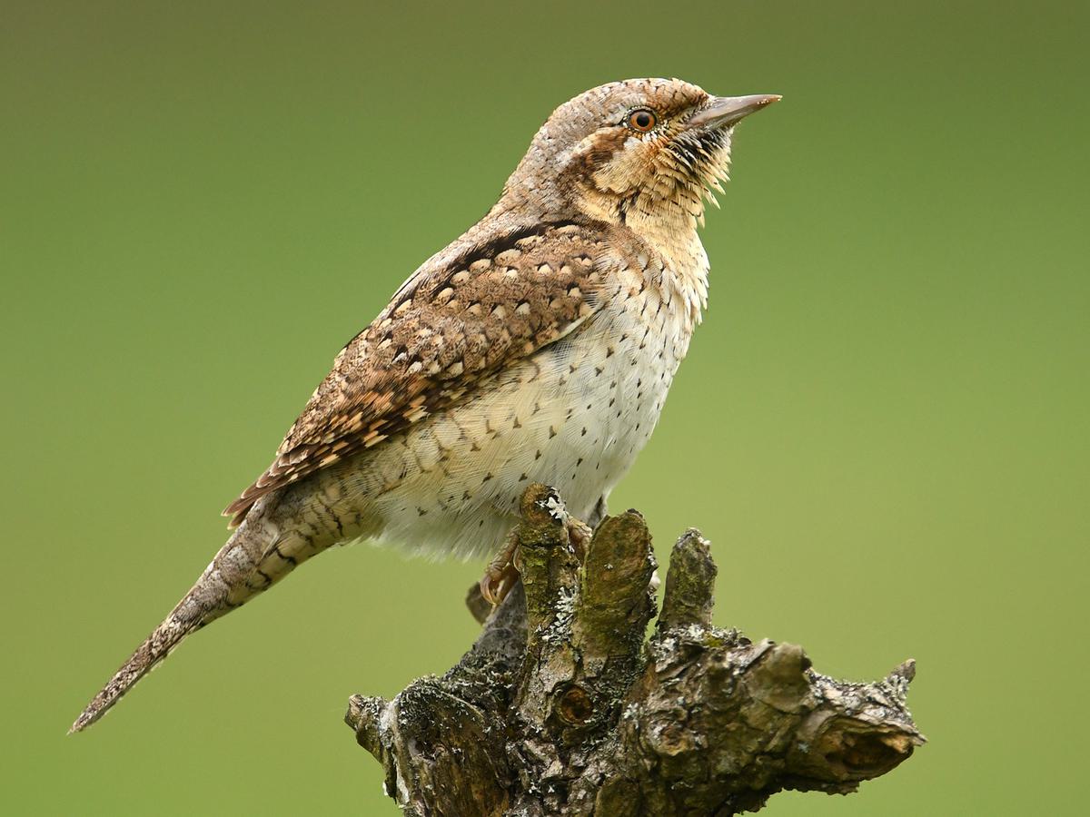 Wryneck